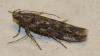 Scrobipalpa ocellatella